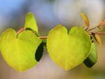Graines de Cercidiphyllum japonicum, graines d'arbre au caramel