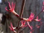 Cercidiphyllum japonicum - Fleurs femelles d'arbre au caramel