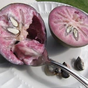 Chrysophyllum cainito - Fruit de caïmitier