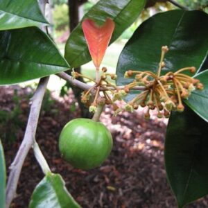 Chrysophyllum cainito - Inflorescence du caïmitier