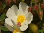 Cistus salviifolius - Fleur