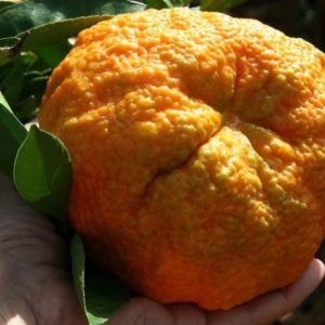 Citrus reticulata 'Ugli Tangelo' - Fruits jaune orangé d'Ugli sous climat méditerranéen