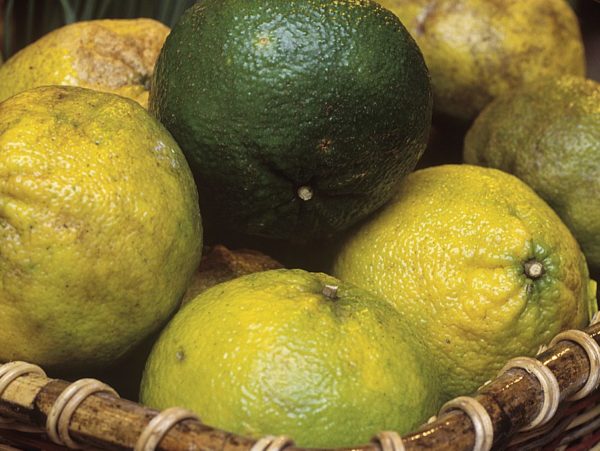 Citrus reticulata 'Ugli tangelo' - Fruits jaune et vert d'Ugli en milieu tropical