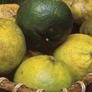 Citrus reticulata 'Ugli tangelo' - Fruits jaune et vert d'Ugli en milieu tropical