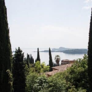 Cupressus sempervirens - Vue générale d'un cyprès commun