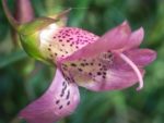 Eremophila maculata - Fleur à coeur tacheté