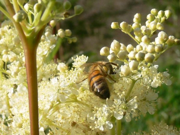 Filipendula ulmaria - Fleurs mellifères de la Belle-des-près