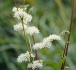 Filipendula ulmaria - Tiges rougeâtres et fleurs blanc crème de la Reine-des-prés