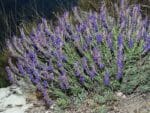 Hyssopus officinalis - Hysope bleue en pleine terre