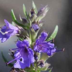 Hyssopus officinalis à fleurs bleues