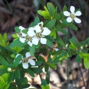 Leptospermum grandifolium - Détails des fleurs d'arbre à thé laineux
