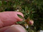 Feuilles de Leptospermum grandifolium, Feuilles et capsules pubescentes de Woolly-tea Tree, graines de Leptospermum grandifolium