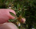 Leptospermum grandifolium - Feuilles et capsules pubescentes de Woolly-tea Tree