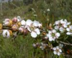 Leptospermum grandifolium- Inflorescence de Woolly-tea Tree