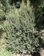 Leptospermum grandifolium - Vue générale d'un arbre à thé laineux