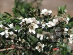 Leptospermum nitidum - Floraison de l'arbre à thé brillant