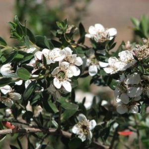 Leptospermum nitidum - Floraison de l'arbre à thé brillant