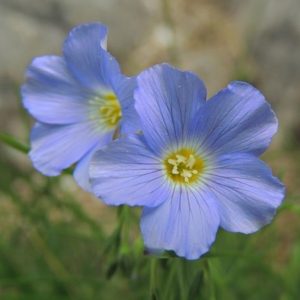 Linum alpinum - Fleur
