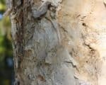 Melaleuca dealbata - Détail du tronc