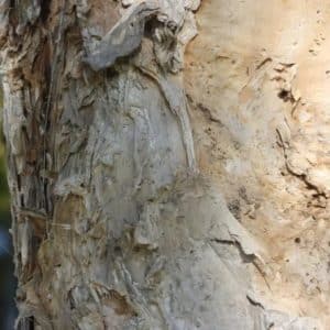 Melaleuca dealbata - Détail du tronc