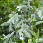 Melaleuca dealbata - Feuilles lancéolées