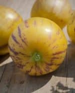 Melon tigré - Fruit entier de melon tigré d'Arménie