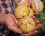 Melon tigré d'Arménie - Récolte