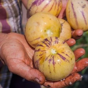 Melon tigré d'Arménie - Récolte