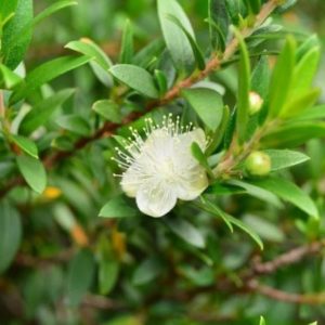 Myrtus communis - Vue générale du myrte commun