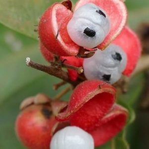 Paullinia cupana - Détails d'un fruit de guarana (CC-BY-SA-2.0 - B. DUPONT)