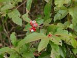 Paullinia cupana - Feuilles composées et capsules rouges de guarana (CC-BY-SA-2.0 - B. DUPONT)