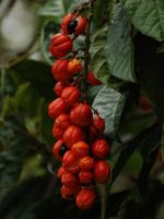 Paullinia cupana - Grappe de fruits rouges de guarana