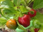 Piment Cabri - Infrutescence