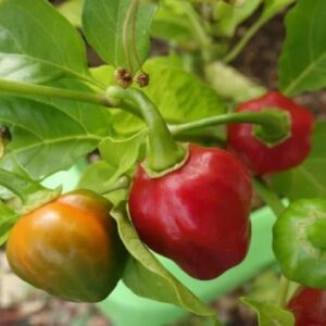 Piment Cabri - Infrutescence