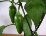 Piment Jalapeno sur pied
