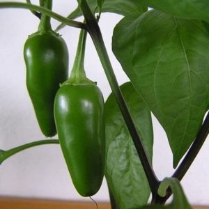 Piment Jalapeno sur pied