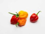 Piment cabri
