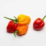 Piment cabri