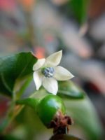 Piment cabri - Fleur blanche du piment réunionnais