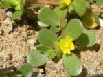Portulaca oleracea - Pourpier vert à fleurs jaunes en couvre-sol