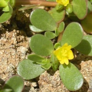 Portulaca oleracea - Pourpier vert à fleurs jaunes en couvre-sol