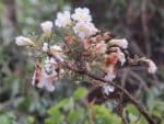 Radermachera sinica - Fleurs