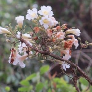 Radermachera sinica - Fleurs