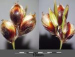Graines de Sorgho Black Amber Cane, graines de Sorghum bicolor ‘Black Amber Cane’