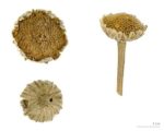 Tanacetum cinerariifolium - Infrutescence
