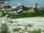 Tanacetum cinerariifolium - Plantation de pyrèthre