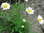 Tanacetum cinerariifolium - Vue générale