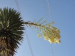 Yucca filifera - Floraison
