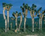 Yucca filifera - Vue générale
