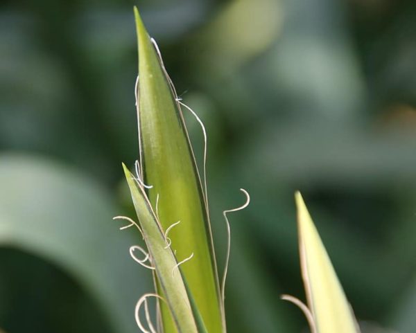 Yucca filifera - Feuilles filamenteuses